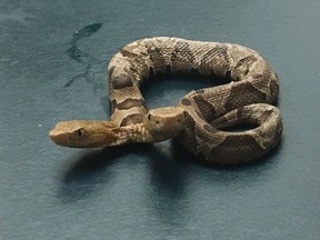 This Sept. 20, 2018 photo provided by the Wildlife Center of Virginia shows a two-headed Eastern Copperhead snake at the center in Waynesboro, Va. The center says the snake was found in a northern Virginia neighborhood. (Wildlife Center of Virginia via AP)