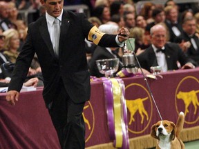 FILE - In this Feb. 12, 2008, file photo, Uno, a beagle, is led around the ring by his handler Aaron Wilkerson during the competition for Best in Show at the 132nd Westminster Kennel Club Dog Show at Madison Square Garden in New York. Uno, the beagle who became perhaps the most popular show dog ever, died Thursday, Sept. 20, 2018, at the 200-acre ranch where he lived in Austin, Texas, longtime dog expert David Frei said, Friday, Sept. 21, 2018. He was 13.