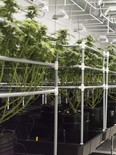 James E. Wagner Cultivation Inc. (JWC), a Licensed Producer of medical cannabis, uses high-tech and scientific procedures and methodologies available to achieve a “much faster march forward” to produce medical cannabis at scale.