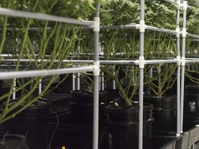 James E. Wagner Cultivation Inc. (JWC), a Licensed Producer of medical cannabis, uses high-tech and scientific procedures and methodologies available to achieve a “much faster march forward” to produce medical cannabis at scale.