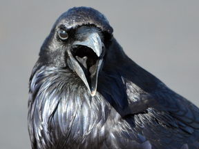 Ravens were once common in Britain, but after being decimated by Victorian gamekeepers there are only 7,400 protected breeding pairs left.