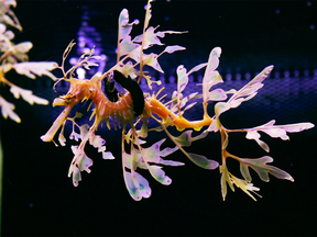 A leafy sea dragon at the Florida Aquarium floats with the help of its floatie