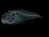 A CT scan reveals the insides of one of the new species of snailfish that has been discovered.