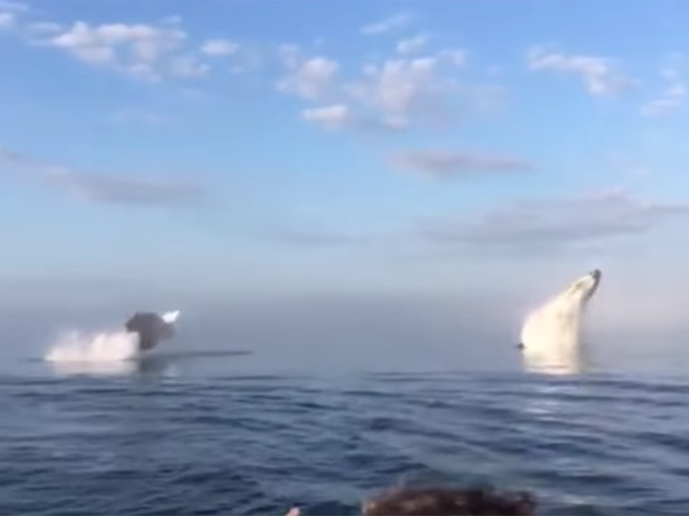 Video shows three humpback whales lolling off N.S. before diving and ...