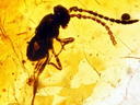 The Royal Saskatchewan Museum unveiled this fossil of a wasp in amber from the Cretaceous Period.