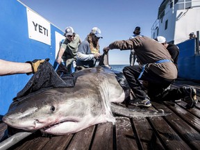 A shark known as "Hilton" is seen in this undated handout photo. A great white shark whose wanderings along Nova Scotia's Atlantic coast have made him an East Coast celebrity may be headed for Newfoundland.