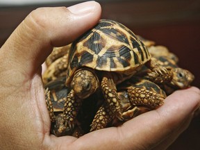 In this Jan. 2007, photo, a Thai customs official displays a seized Indian star tortoise during a press conference in Bangkok, Thailand.