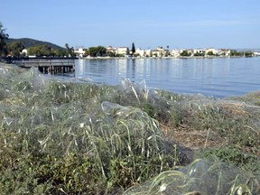In this Wednesday, Sept. 18, 2018 photo, palm fronds on a beach at Aitoliko, in western Greece, are covered in thick spiders' webs. The spiders in Aitoliko seem spurred into overdrive by an explosion in populations of insects they eat, thousands of little spiders in the western town have spun a sticky white line extending for a few hundred meters along the shoreline.