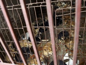 FIEL - In this Oct. 3, 2011, file photo, dogs are kept in a cage of a wholesale supplier of live dogs, one of the biggest in town, in Hanoi, Vietnam. Authorities in Vietnam's capital on Tuesday, Sept. 11, 2018, are urging residents to stop eating dog meat because it hurts the city's image and improper raising of the animals could spread rabies.