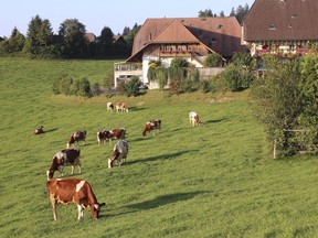 FILE - In this Aug. 23, 2011, file photo, dairy cows graze on grass in the Emmental region of Switzerland. Swiss voters are deciding on two separate proposals aimed to protect Swiss farmers more and ensure that food from both domestic and foreign farmers and producers is healthier, more environmentally sound and animal-friendly.