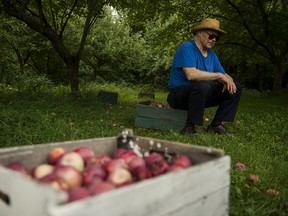 Gerd Skof takes a break on a basket of apples, while McIntosh apples fall from trees all around him, at his property in the village of Dundela, Dundas County, Ontario, August 27, 2018.