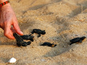 A person holds a baby turtle as 25 loggerhead turtles and green turtles, which just hatched, are released and launched into the sea in the Mansouri reserve south of Beirut on August 29, 2018. The arrest of a US national accused of trafficking thousands of protected turtles has thrown a new spotlight on the illegal wildlife trade that spans the globe and threatens to force rare species of the reptile into extinction.