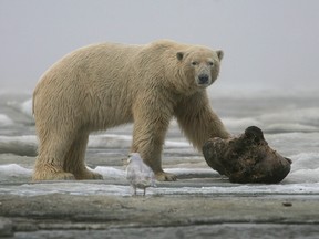 On the frozen Beaufort Sea outside the Inupiat village of Kaktovik, Alaska a polar bear takes a break from gnawing on whale meat.