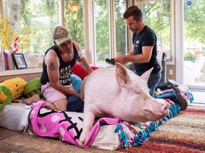 Canadian authors Steve Jenkins and Derek Walter spend time with their pig Esther at their animal sanctuary in Campbellville, Ont., on Wednesday, July 11, 2018. Steve Jenkins says Esther the Wonder Pig's breast cancer has been fixed through surgery, which occurred last month. Jenkins says Esther was diagnosed with cancer in early August and doctors also found a stomach ulcer that was causing her pain.THE CANADIAN PRESS/Hannah Yoon ORG XMIT: CPT118