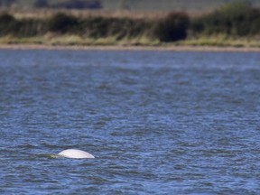 A beluga whale swims in the River Thames off Gravesend, near to London, Wednesday Sept. 26, 2018.  British animal welfare group RSPCA said Wednesday the beluga whale seems "able to move fast in the water and dive" it appears to be feeding properly and swimming strongly, and officials hope it will return to the open sea.