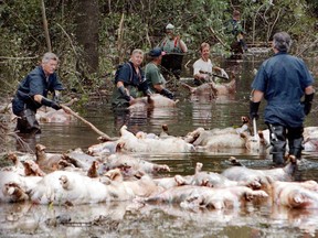 FILE - In this Sept. 24, 1999, file photo, employees of Murphy Family Farms along with friends and neighbors, float a group of dead pigs down a flooded road on Rabon Maready's farm near Beulaville, N.C. The hogs drowned from the floodwaters of the NE Cape Fear River after heavy rains from Hurricane Floyd flooded the area. The heavy rain expected from Hurricane Florence could flood hog manure pits, coal ash dumps and other industrial sites in North Carolina, creating a noxious witches' brew of waste that might wash into homes and threaten drinking water supplies.