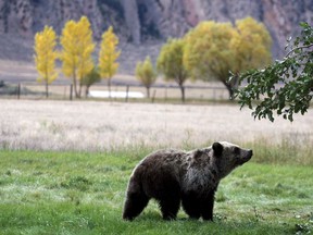 FILE - In this Sept. 25, 2013, file photo, a grizzly bear cub searches for fallen fruit beneath an apple tree a few miles from the north entrance to Yellowstone National Park in Gardiner, Mont. On Monday, Sept. 24, 2018, a federal judge restored federal protections to grizzly bears in the Northern Rocky Mountains and blocked the first hunts planned for the animals in the Lower 48 states in almost three decades.