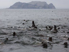 In this Sept. 29, 2018 photo, sea lions swim near Palomino Islands off the coast of Lima, Peru. The 39 rocky islands near Lima are home to an untold number of sea lions who bathe gracefully and feast on abundant fish that thrive in the cold-water Humboldt current.