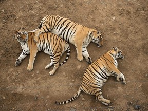 This file photo taken on August 25, 2017 shows Siberian tigers resting in the Hengdaohezi Siberian Tiger Park in Hengdaohezi township on the outskirts of Mudanjiang.