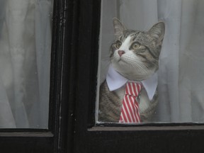A cat named 'James' wearing a collar and tie looks out of the window of the Ecuadorian Embassy in London on November 14, 2016 .