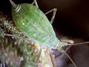Aphids have been identified as allies of the Defense Advanced Research Projects Agency program