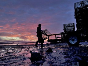 The season comes to a close for lobsterman Norman Haynes, 69, loading traps onto a trailer, Friday, Oct. 19, 2012, in Falmouth, Maine.