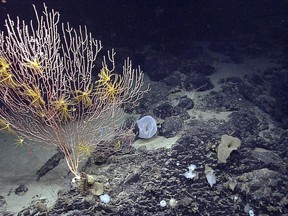 FILE - This 2013 file photo released by the National Oceanic and Atmospheric Administration made during the Northeast U.S. Canyons Expedition, shows corals on Mytilus Seamount off the coast of New England in the North Atlantic Ocean. A federal judge tossed a lawsuit Friday, Oct. 5, 2018, from a group of fishing associations that challenged the creation of an underwater monument in the Atlantic Ocean. The monument is a 5,000-square-mile area that contains fragile deep sea corals and vulnerable species of marine life, such as right whales. (NOAA Office of Ocean Exploration and Research via AP, File)