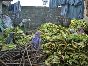 In this Wednesday, July 25, 2018, photo, Ansa Khan and the women in her family sort through tobacco leaves in Mardan, Pakistan. The family farm produces tobacco, a major crop their area. While her father and older brother harvest and shred the leaves from the tobacco plants, it is far Ansa, her older sister and mother to sew the leaves together to be dried.