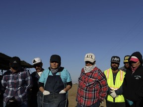 In this Thursday, Sept. 20, 2918 photo, farmworkers wait to start picking melons, near Five Points, Calif. The region is unrivaled for farm production, but the rich earth has not given back equally to those who toil out of view of millions of tourists and Californians who pass through the valley each year.