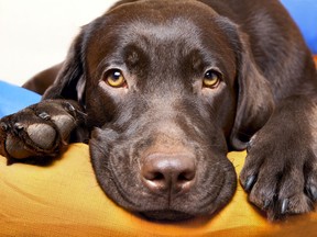 A chocolate Labrador Retriever which, according to science, will live about 16 months' less life than a black or yellow Lab.