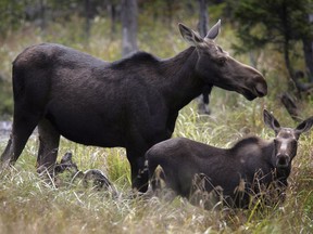 Moose graze in Franconia, N.H. in an Aug.21, 2010 file photo. A hunters' group says it wants to help feed the hungry by donating moose and other game meat to food banks in Newfoundland and Labrador, but the province won't allow it.