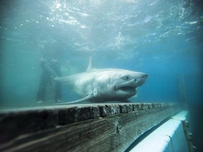 A white shark found in Canadian waters is shown off the coast of Nova Scotia in this recent handout photo. All six of the sharks tagged in Nova Scotian waters as part of a "historic" expedition can now be tracked on Ocearch's website, and appear to be scattering throughout the ocean.