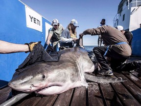 A shark known as "Hilton" is seen in this undated handout photo. A celebrity shark that has been charming Nova Scotians for two summers has emerged off Newfoundland. Hilton tweeted this morning from just off Channel-Port-aux-Basques on Newfoundland's western shore.