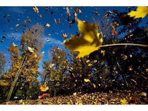 Park workers use a tractor with a industrial leaf blower to pile up fall leaves at High Park in Toronto on Monday, Oct. 28, 2013.THE CANADIAN PRESS/Nathan Denette