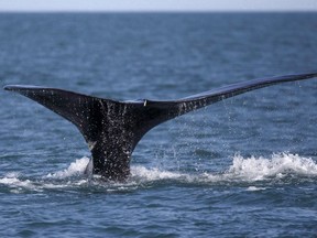A North Atlantic right whale appears at the surface of Cape Cod bay off the coast of Plymouth, Mass., on March 28, 2018. Canada's environmental watchdog says the federal government waited to take specific action to protect some of the most at-risk whales in Canadian waters until the mythical creatures were already on the verge of going extinct.