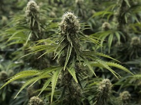 A flowering cannabis plant is seen at Blissco Cannabis Corp. in Langley, B.C., on October 9, 2018. Federal prison guards and other front-line correctional workers will not be allowed to use cannabis 24 hours before reporting to work. The Correctional Service of Canada's policy on marijuana for employees comes a week before recreational cannabis use becomes legal.