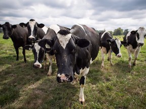 Dairy cows walk in a pasture at Nicomekl Farms, in Surrey, B.C., on Thursday August 30, 2018. Reaction from Canadian business groups to the terms of a renegotiated trade pact between Canada, the U.S. and Mexico range from relief to dismay as the details of the proposed new pact begin to sink in.