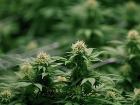 Growing flowers of cannabis intended for the medical marijuana market are shown at OrganiGram in Moncton, N.B., on April 14, 2016. Two cities in Western Canada have been named the next commercial real estate "hot spots" for the cannabis market, according to a report. Real estate firm RE/Max Commercial says that Kelowna, B.C., and Edmonton are both expected to see positive commercial growth in the coming months as a result of cannabis legalization.