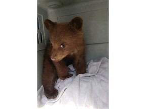 Two black bear cubs being rehabilitated in Alberta will stay at a wildlife facility for the winter. Alberta has rescued its first orphaned black bear cub, shown in a handout photo, under a new policy that allows for private rehabilitation. The new policy allows wildlife staff to work with private facilities on the rehabilitation of cubs that are less than a year old, but recommends they be released back into the wild by Oct. 15.