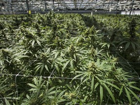 Mature cannabis plants are photographed at the CannTrust Niagara Greenhouse Facility during the grand opening event in Fenwick, Ont., on June 26, 2018. Legal cannabis is set to usher in a wave of high-value, age-restricted parcels in the mail system, and delivery companies say they're ready. The test of the system will come as Ontario relies entirely on the postal system for deliveries when pot is legalized on Wednesday while other provinces expect to see a fair portion of sales from online.