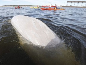 A beluga whale surfaces for air as whale watchers head out in kayaks on the Churchill River in Churchill, Manitoba, Wednesday, July 4, 2018. All it takes is a quick paddle from the western shore of the Hudson Bay and the smiling, curious face of a beluga whale peeks out of the water to greet kayakers floating by.