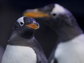 A pair of gentoo penguins stand inside their new home at the Calgary Zoo in Calgary on Friday, February 17, 2012.