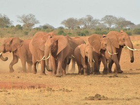 This file photo taken on August 22, 2018 shows elephants at the Voi Wildlife Lodge in Tsavo East. - "Runaway consumption" has decimated global wildlife, triggered a mass extinction and exhausted Earth's capacity to accommodate humanity's expanding appetites, the global conservation group WWF warned on October 30, 2018.