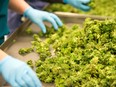 FEATURE_Preparing fresh cannabis for drying