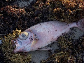 A dead fish is seen in the seaweed Oceanfront Park in Boynton Beach, Fla., Thursday, Oct. 4, 2018. Officials have confirmed that red tide has appeared on Florida's Atlantic Coast.