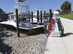 FILE- In this Oct. 3, 2018 file photo, dead fish float in the water in Mexico Beach, Fla. Experts say Hurricane Michael failed to break up a patchy and toxic algae bloom in the Gulf of Mexico off Florida. That means the red tide could continue to cause problems in the weeks ahead.