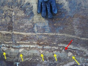 This photograph shows putative stromatolitic structures in an outcrop (arrows). A new study says some structures point down and some point up: Evidence that these are not relics of microbial mats growing up from a sea floor, but are just formed through geological processes, the authors say.