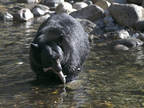 File - In this Oct. 24, 2017, file photo, a Black Bear eats a Kokanee salmon it caught in the Taylor Creek in South Lake Tahoe, Calif. A judge has issued a temporary protective order to keep a Lake Tahoe activist Carolyn Stark away from state bear biologist Heather Reich, who says Stark stalked her during a long-running dispute over the capture of nuisance bears.