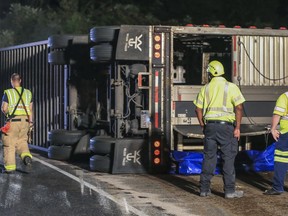 FILE - In this Oct. 1, 2018, file photo, officials in Georgia works at the scene where dozens of cows escaped when a tractor-trailer transporting them overturned on a busy junction north of Atlanta. Officials say a cow who managed to hoof it for two weeks on the lam after the tractor-trailer overturned on a busy interstate junction north of Atlanta has been caught.