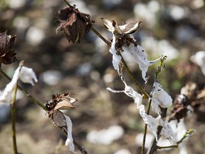 This Oct. 11, 2018 photo, shows branches of a damaged cotton tree in Newton, Ga. When Hurricane Michael tore through Georgia's cotton crop, it set in motion a grim future for rural areas that depend on agriculture. Farmers say south Georgia is now in for a long-lasting struggle that will be felt in many small towns that are built on agriculture. Statewide, officials estimate the storm caused $550 to $600 million in damage to Georgia's cotton crop. The pecan crop was also hard-hit, with an estimated $560 million loss.